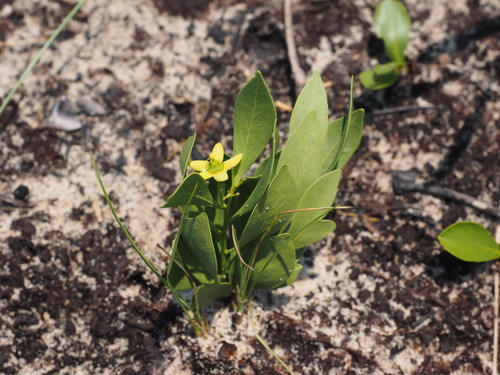 Salacia bussei