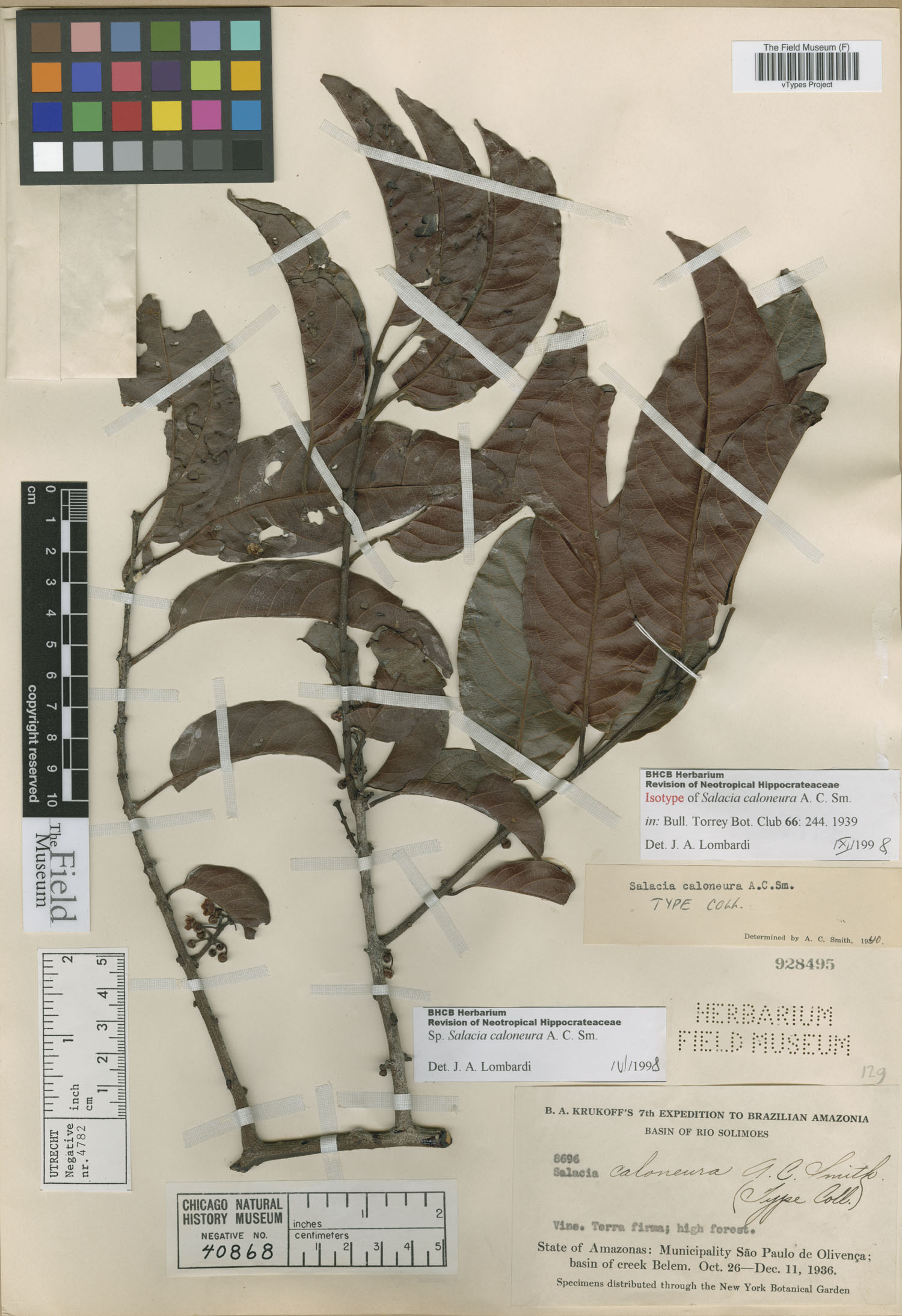 Salacia caloneura