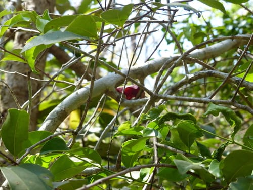 Salacia chinensis (Lolly berry) — photo
