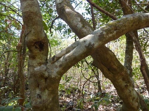 Salacia chinensis (Lolly berry) — photo