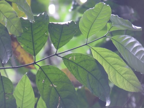 Salacia cordata (Luma blanca) — photo