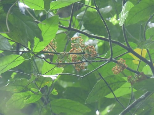 Salacia cordata (Luma blanca) — photo