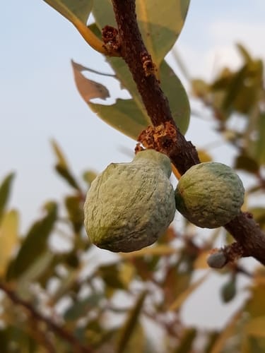 Salacia crassifolia — photo