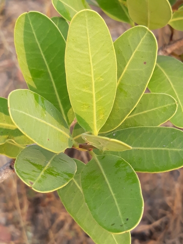 Salacia crassifolia