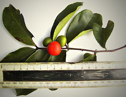 Salacia elegans