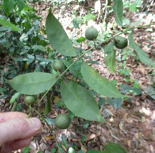 Salacia erecta