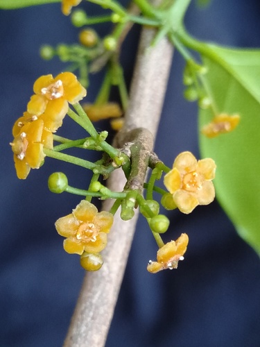 Salacia fruticosa