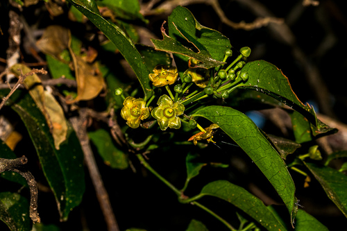 Salacia gerrardii (Forest lemon rope) — photo