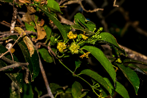 Salacia gerrardii (Forest lemon rope) — photo