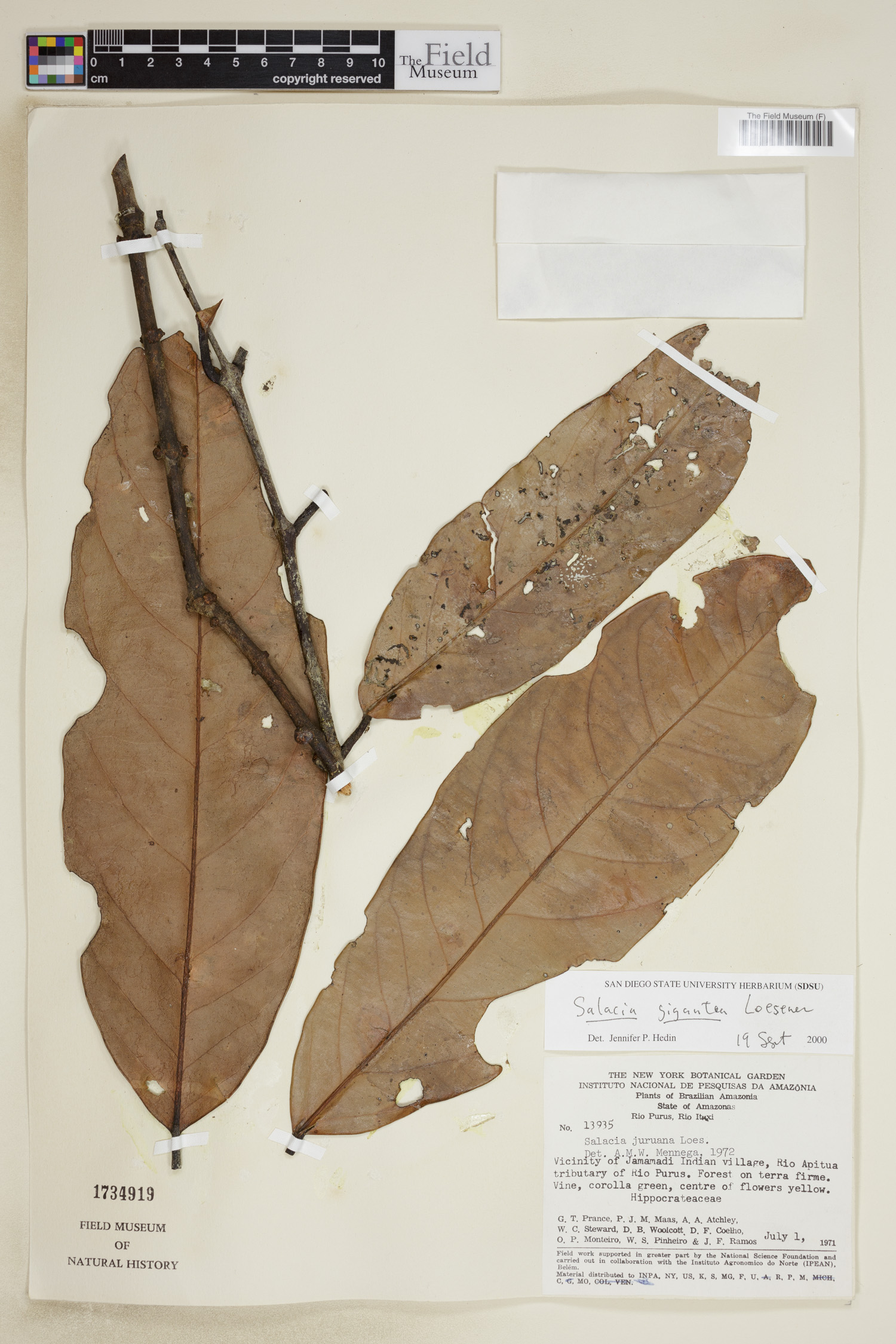 Salacia gigantea (Giant salacia) — photo