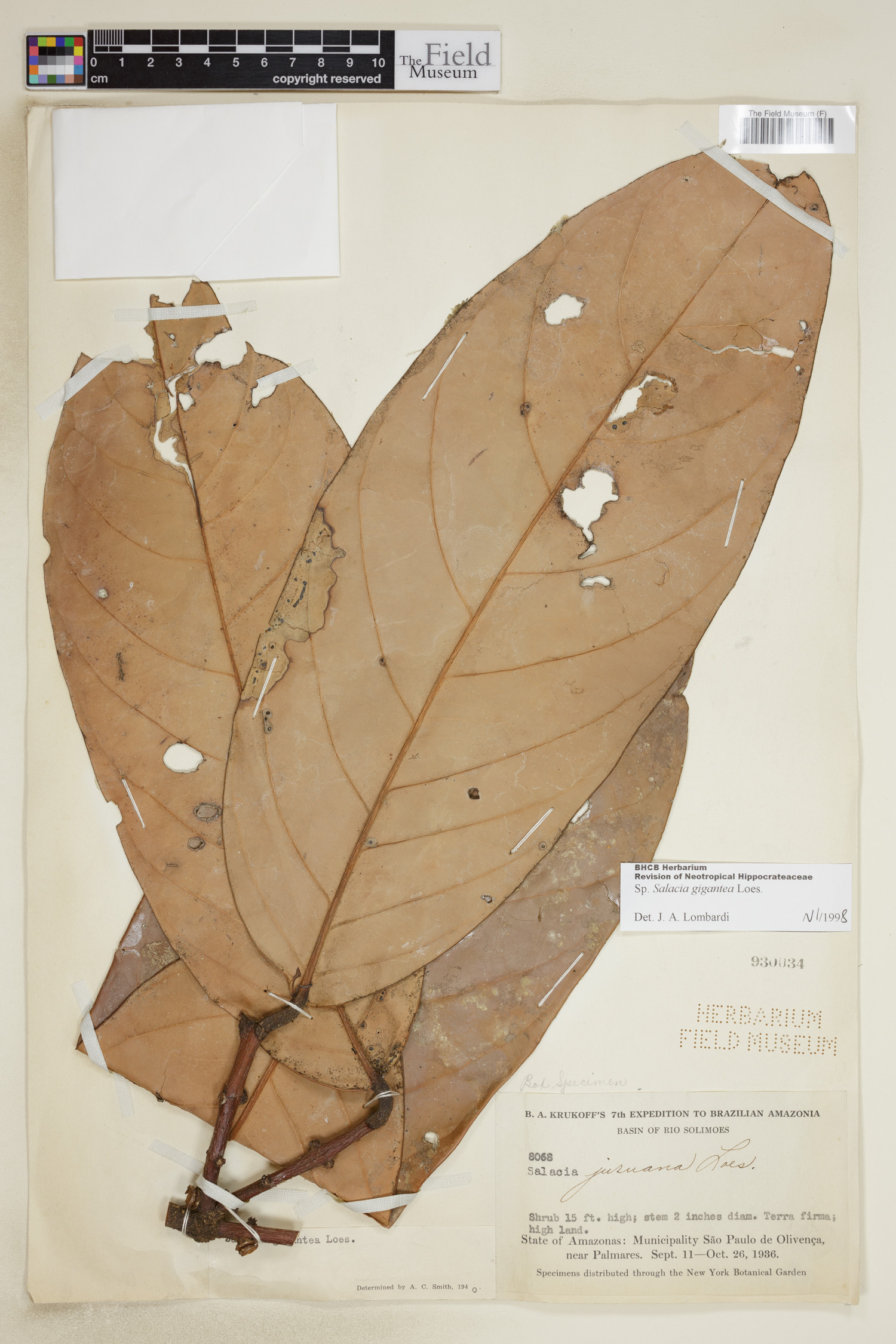 Salacia gigantea (Giant salacia) — photo
