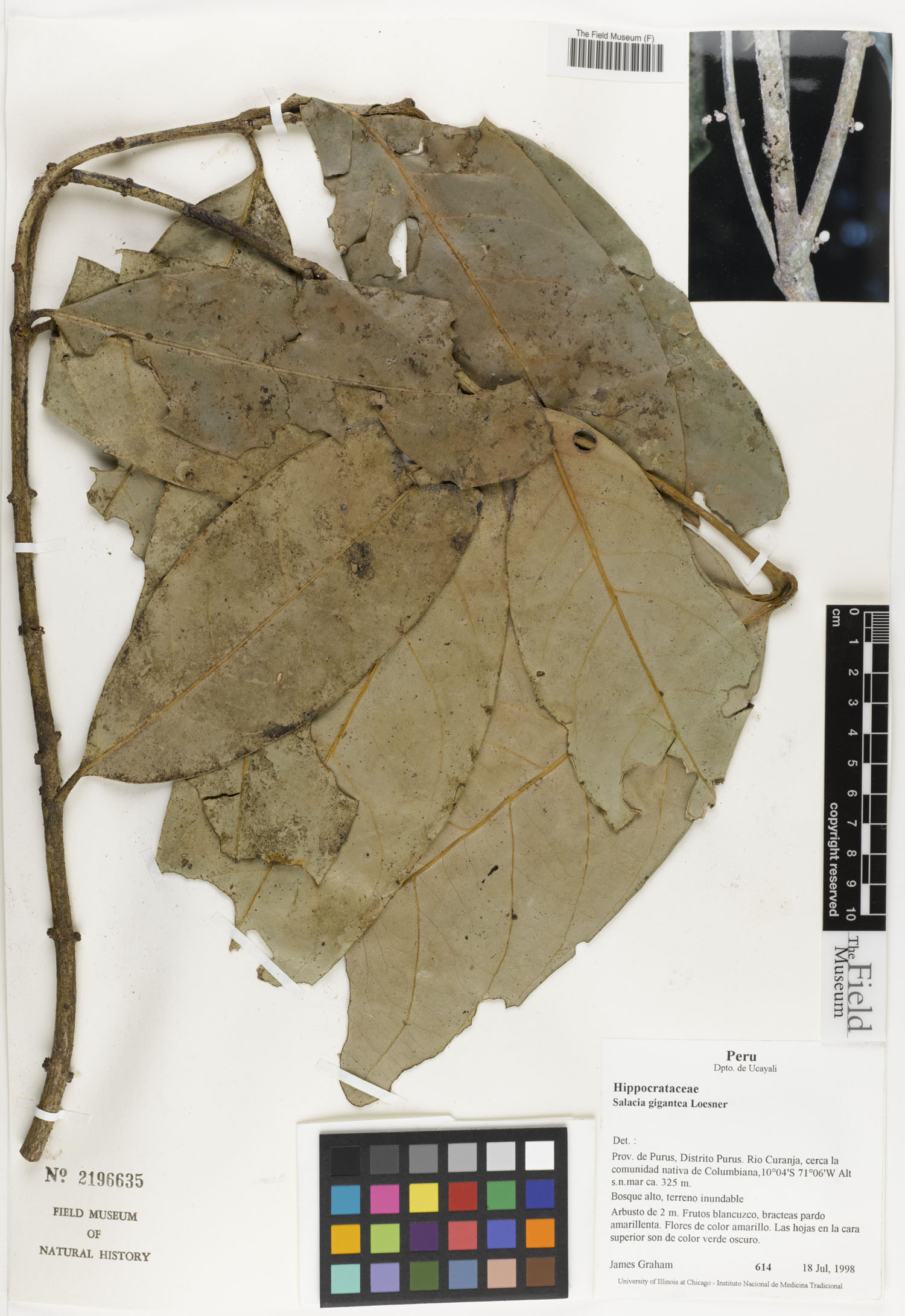 Salacia gigantea