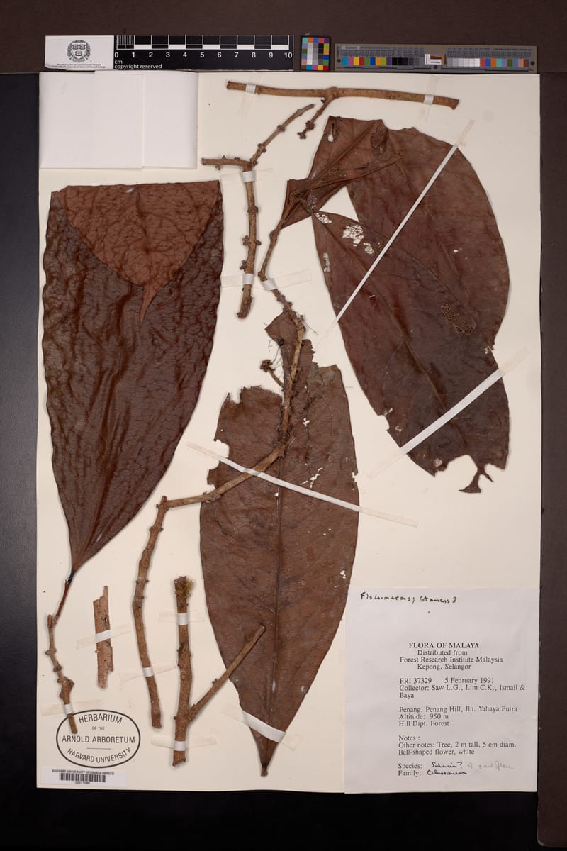 Salacia grandiflora — photo
