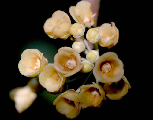 Salacia grandiflora