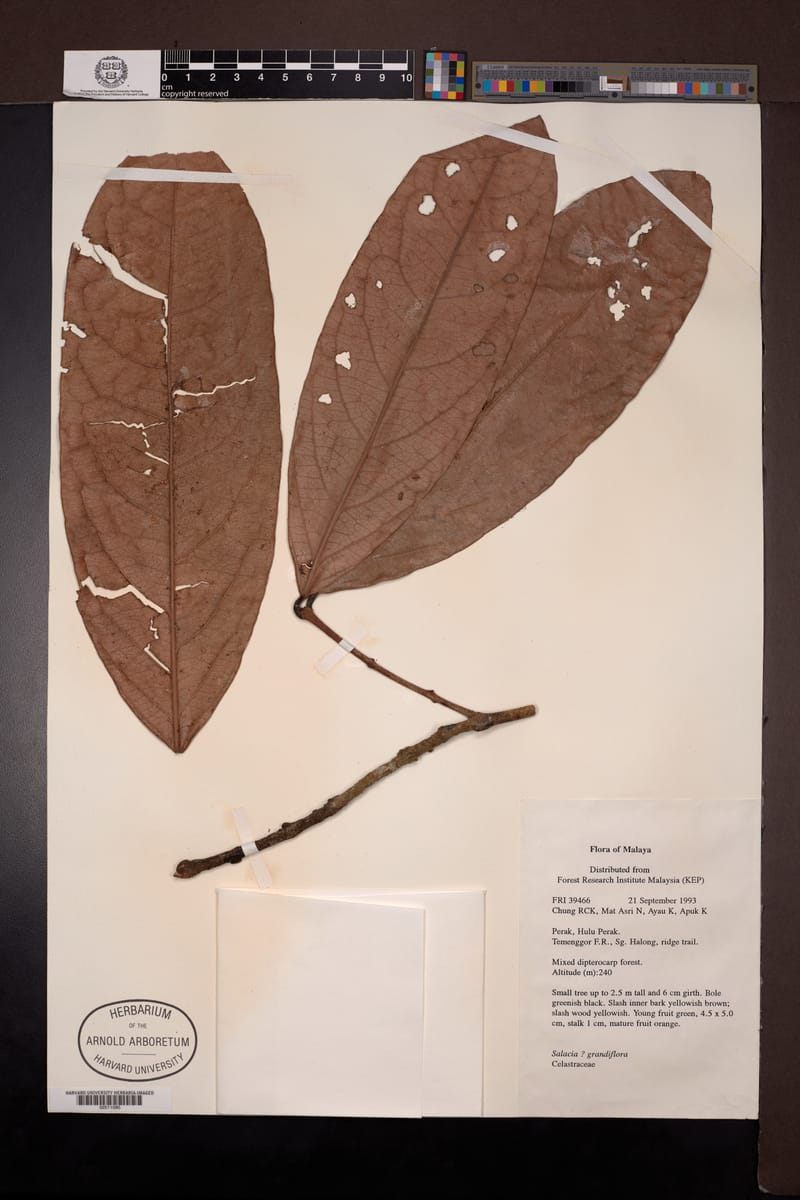 Salacia grandiflora — photo