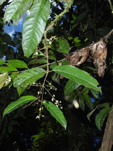 Salacia insignis — photo