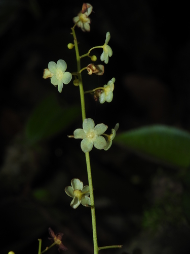 Salacia insignis