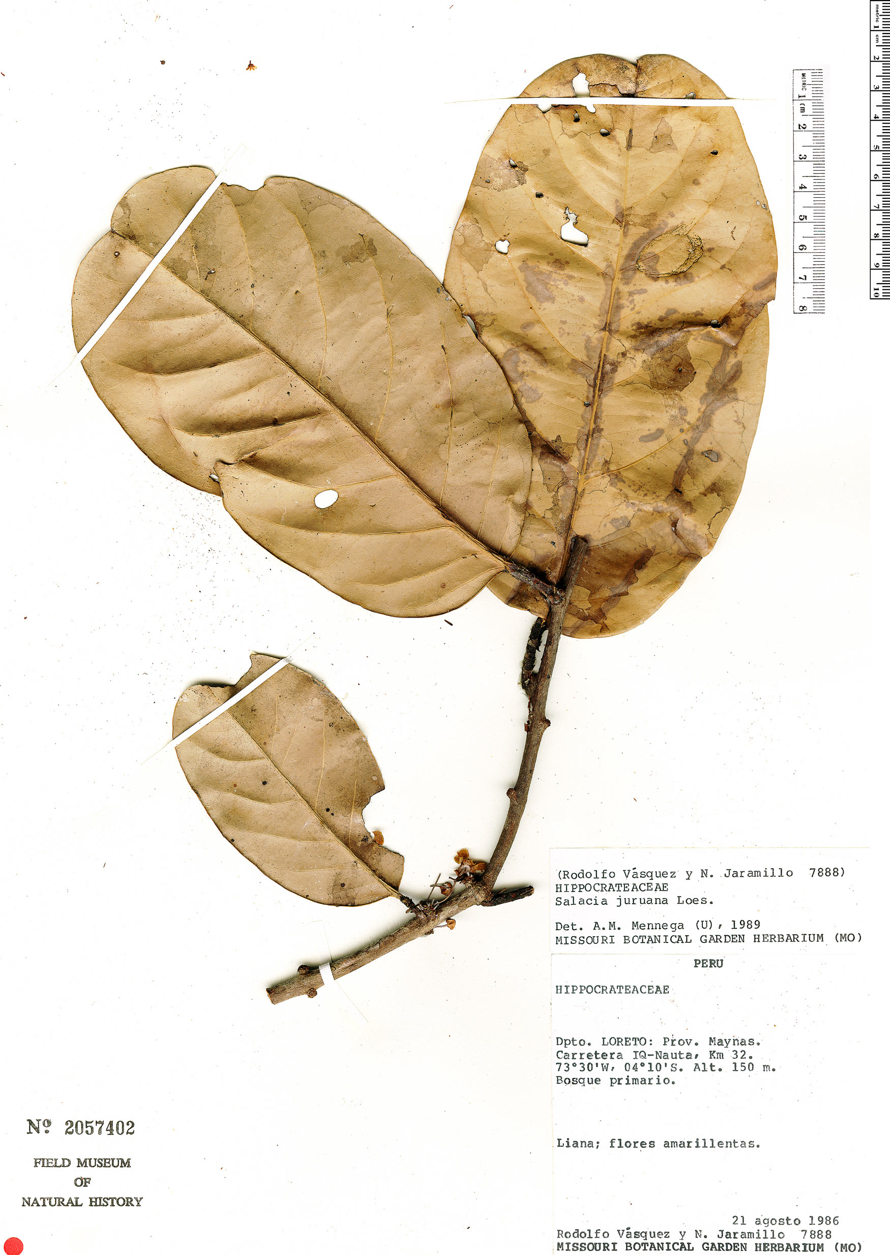Salacia juruana — photo