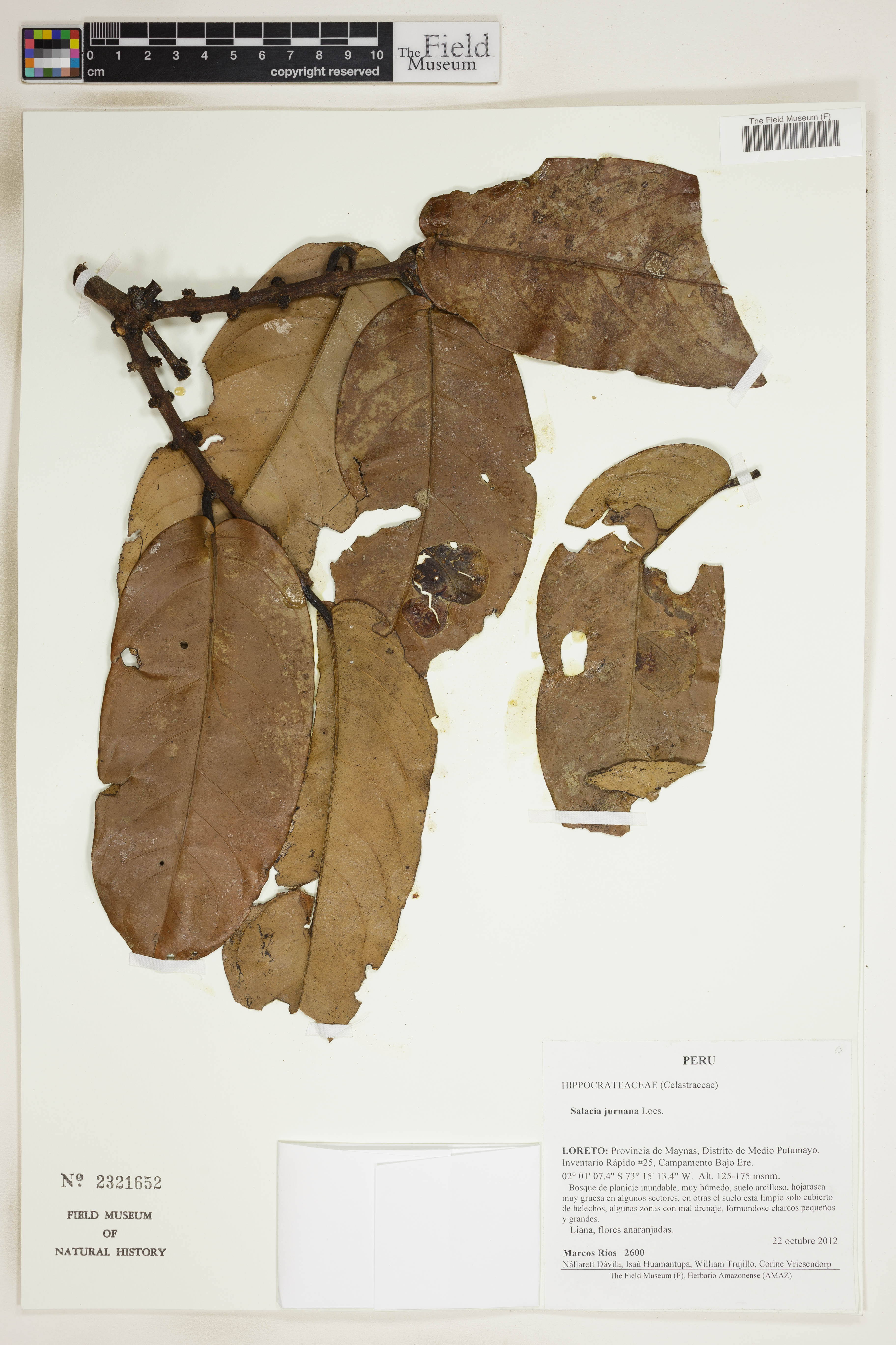 Salacia juruana