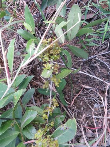 Salacia kraussii (Leatherplum) — photo