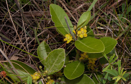 Salacia kraussii
