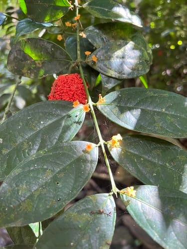 Salacia lehmbachii — photo