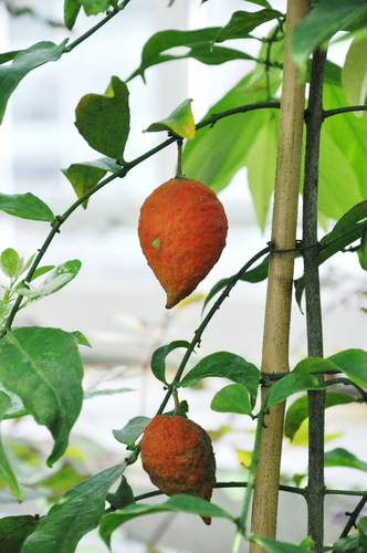 Salacia lehmbachii