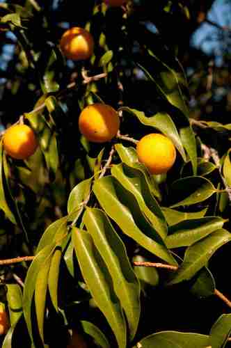 Salacia leptoclada
