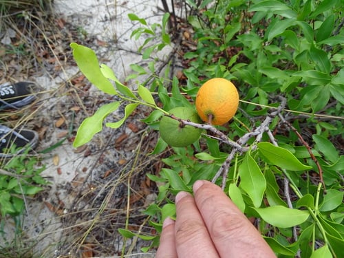 Salacia luebbertii