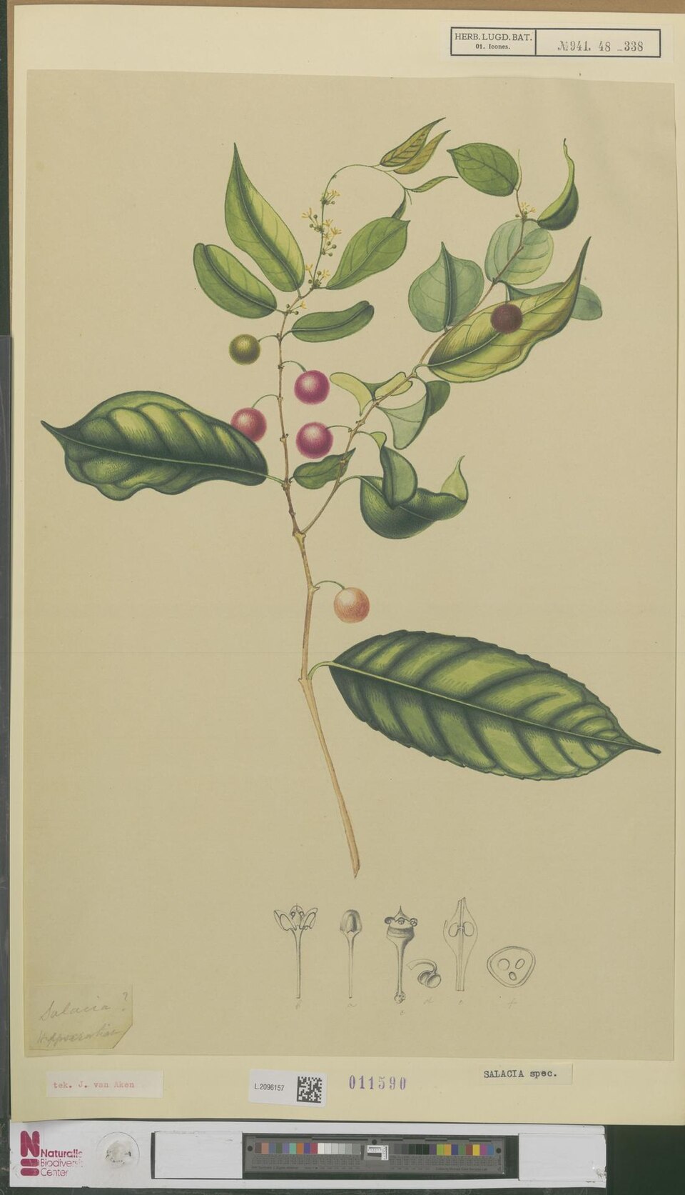 Salacia macrophylla