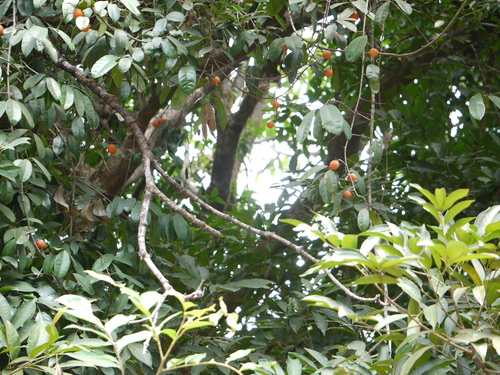 Salacia macrosperma (Large-seeded salacia) — photo
