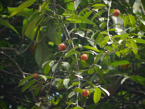 Salacia macrosperma (Large-seeded salacia) — photo
