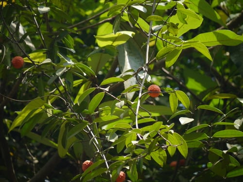 Salacia macrosperma
