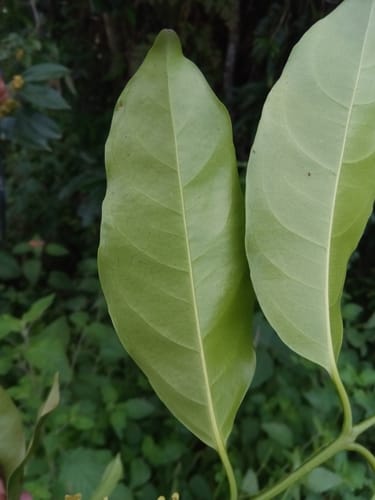 Salacia madagascariensis — photo
