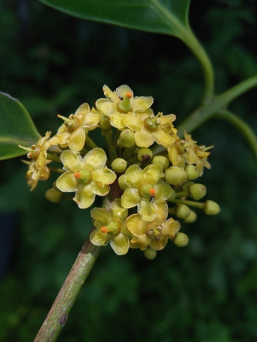 Salacia madagascariensis subsp. dentata