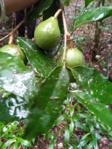 Salacia madagascariensis subsp. dentata (Voasimaka) — photo