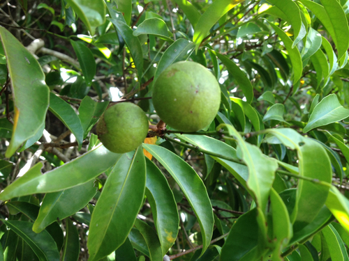 Salacia madagascariensis subsp. dentata (Voasimaka) — photo