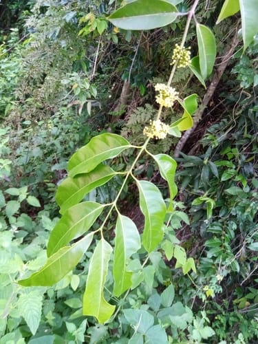 Salacia madagascariensis