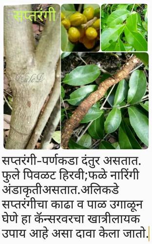 Salacia oblonga