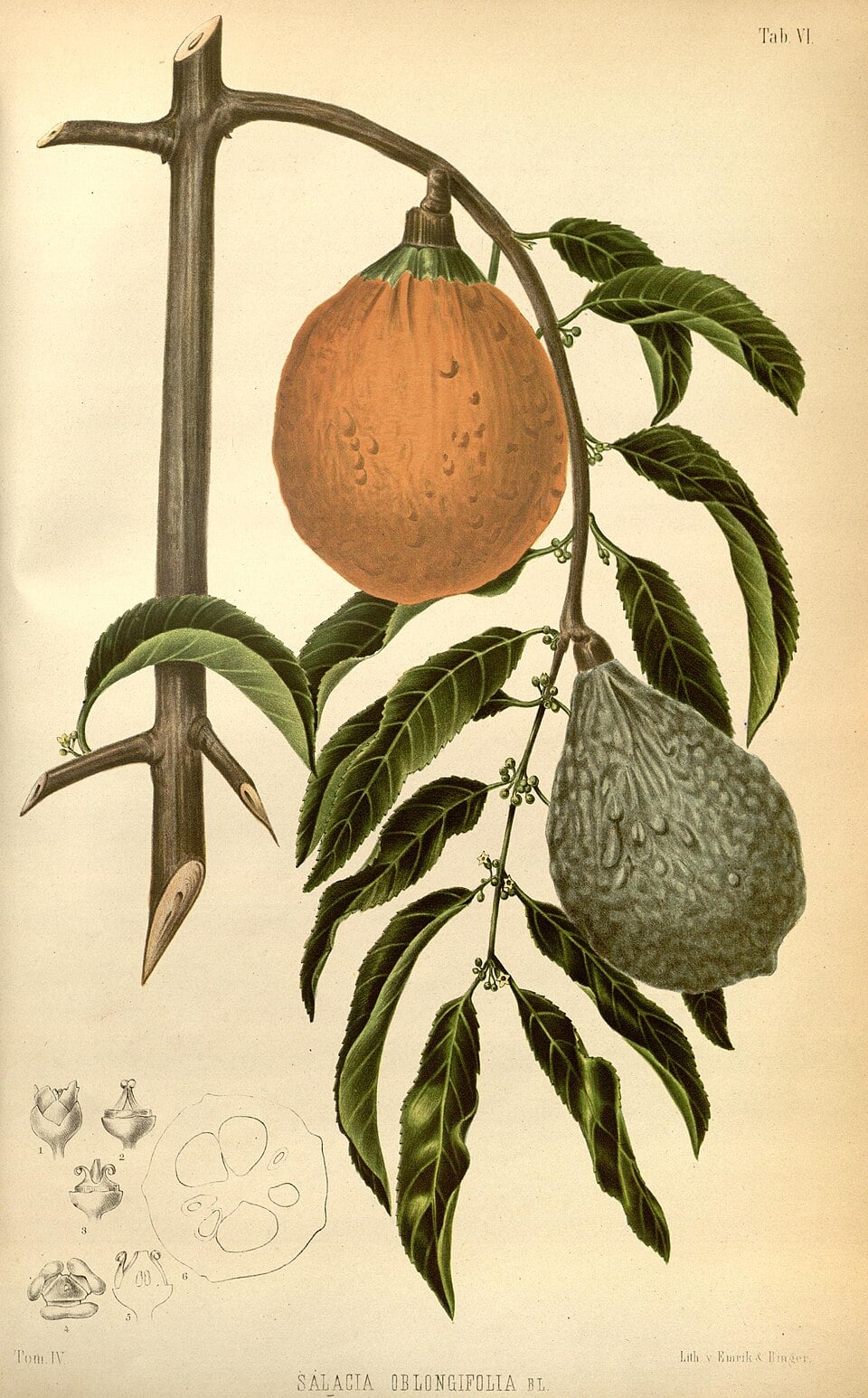 Salacia oblongifolia (Manggong) — photo