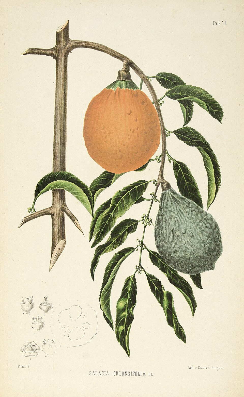Salacia oblongifolia