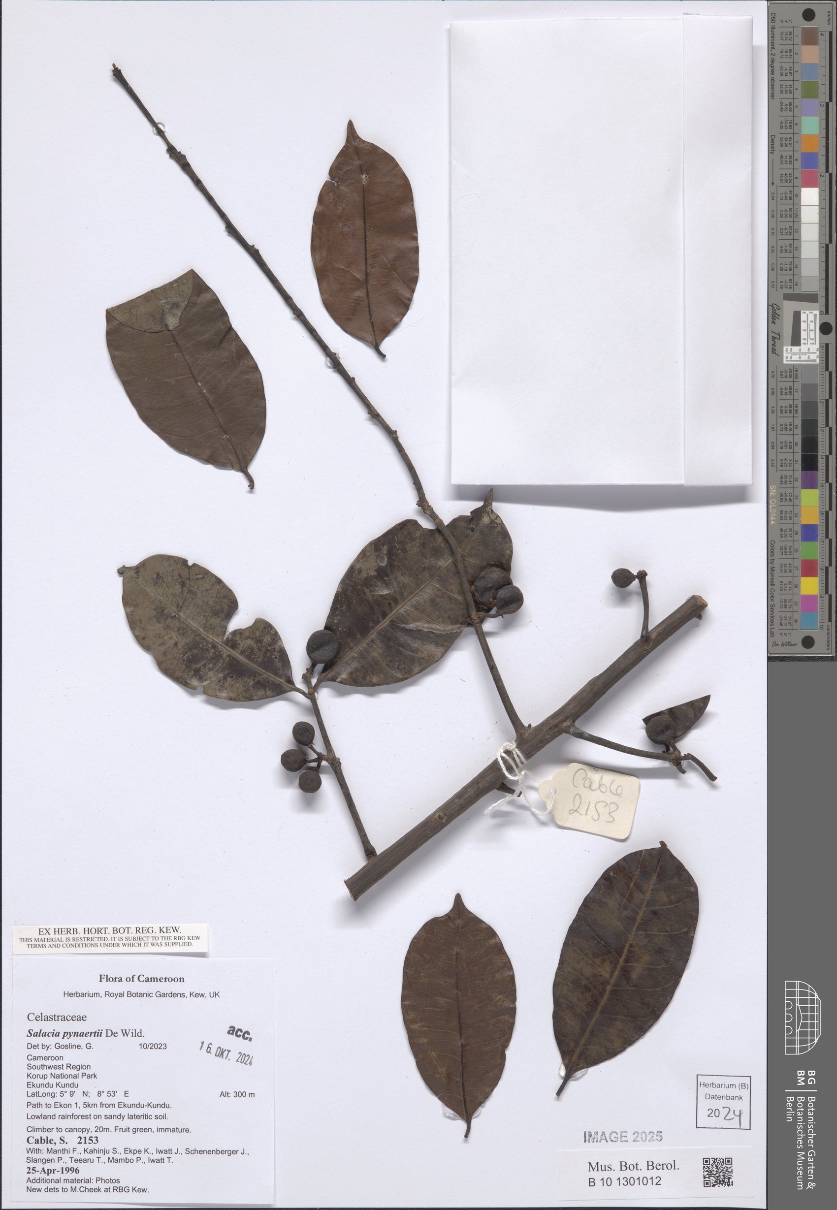 Salacia pynaertii