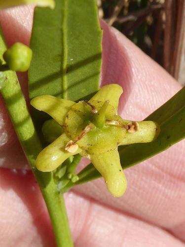 Salacia rehmannii