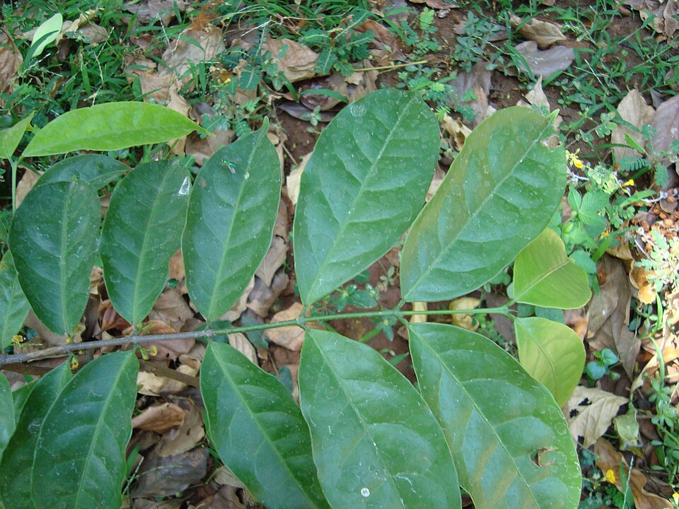 Salacia reticulata