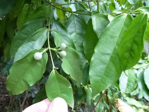 Salacia staudtiana