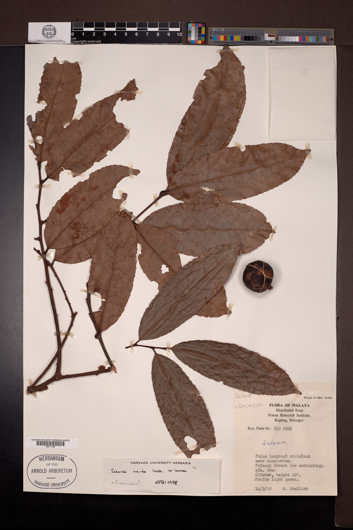 Salacia verrucosa (Pilutang roots) — photo