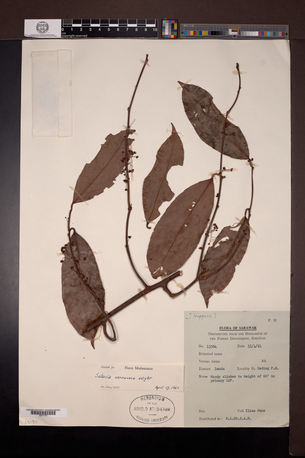 Salacia verrucosa (Pilutang roots) — photo