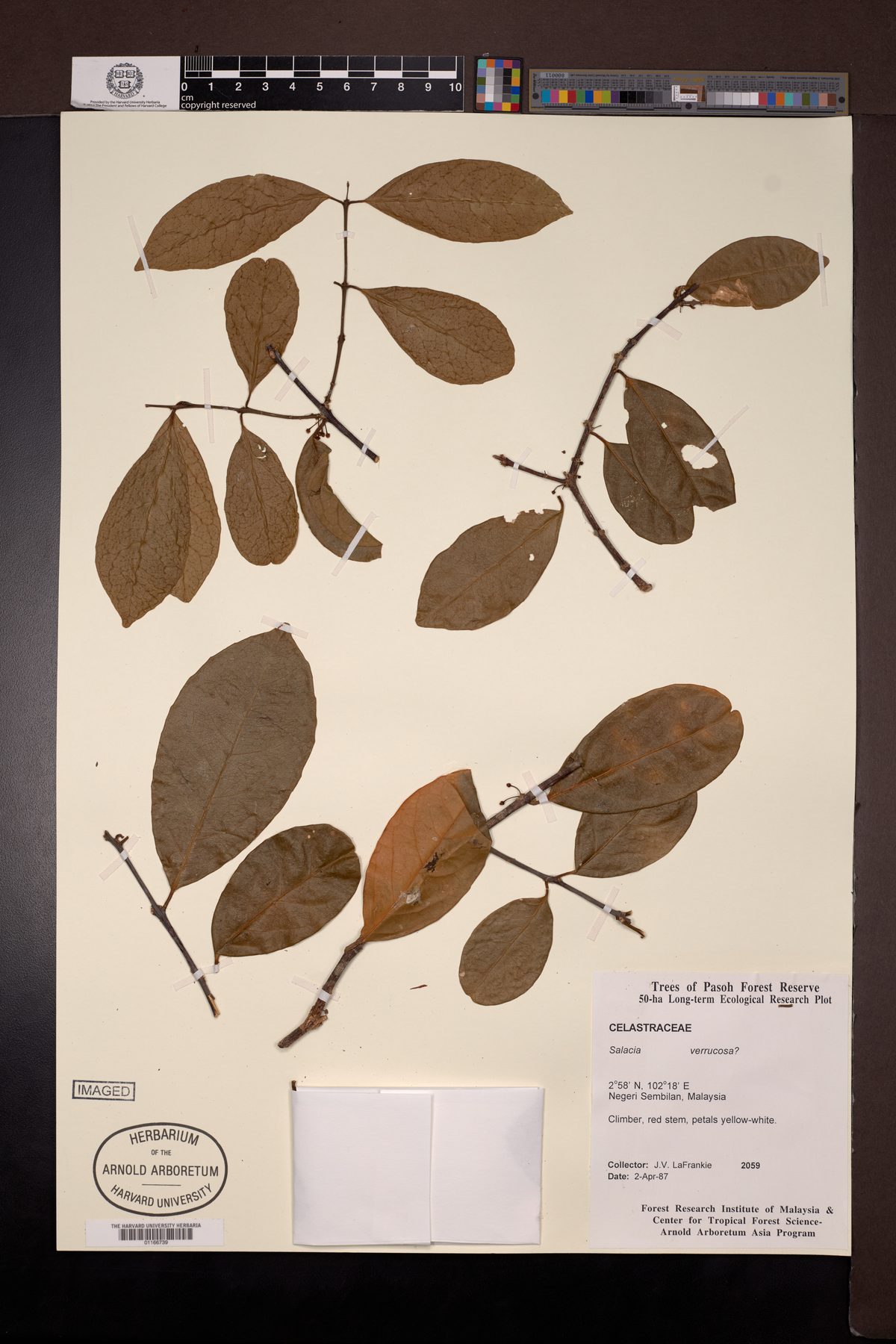 Salacia verrucosa