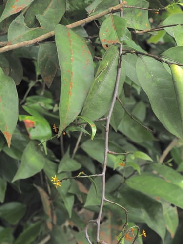 Salacia viminea — photo
