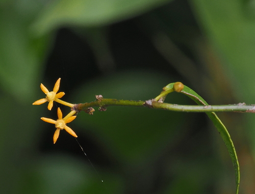 Salacia viminea